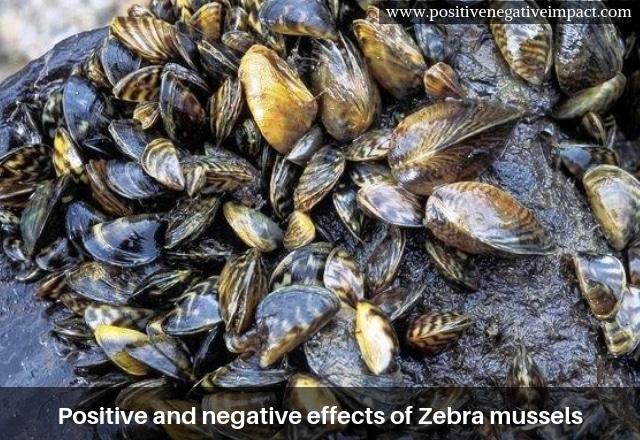 Positive and negative effects of Zebra mussels