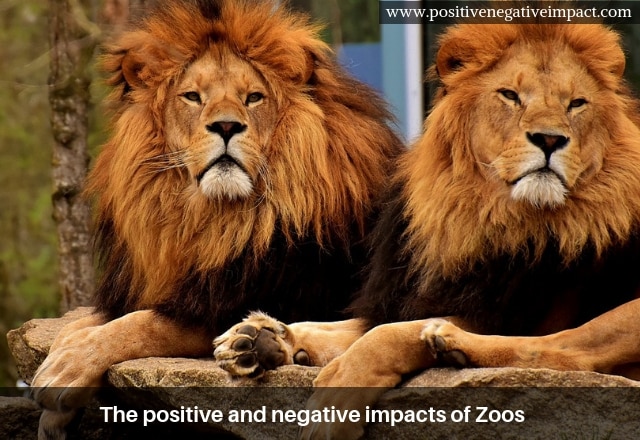 The positive and negative impacts of Zoos