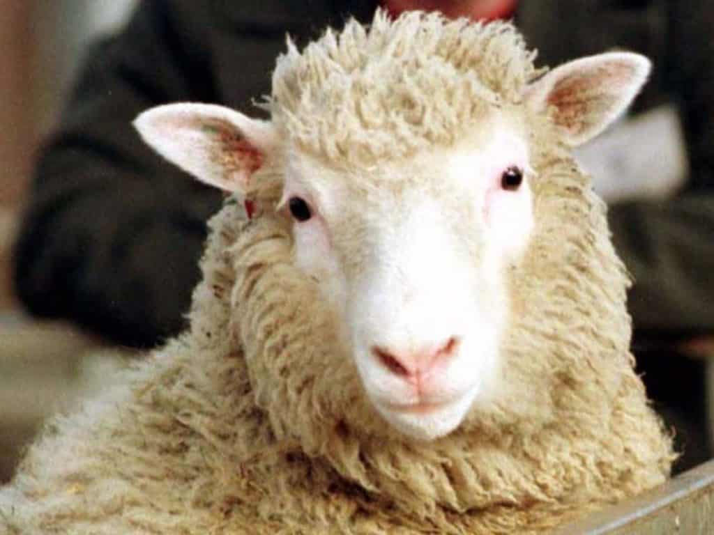 Dolly sheep was the first cloned animal in 1996
