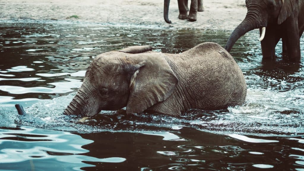 Elephants often become depressed and aggressive held in captivity
