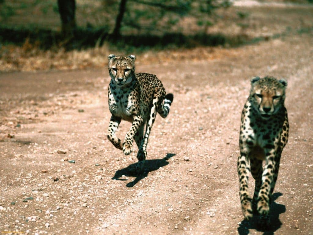Tanzania is home to amazing animals like Cheetahs.
