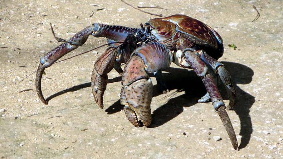 Native to Tanzania, the coconut crab is the largest crab on earth.