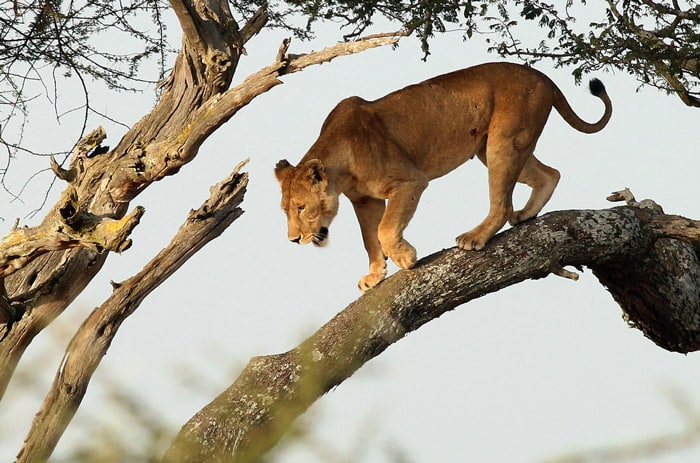 Tree climbing lion in Tanzania.
