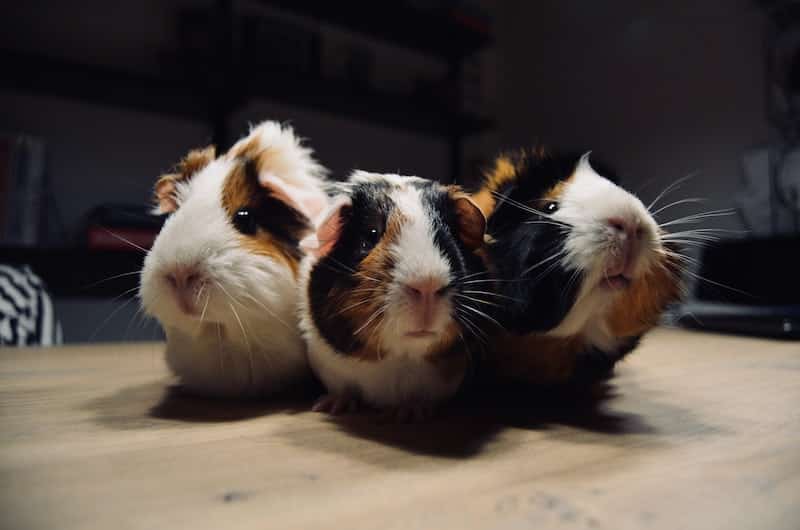 Pros and cons of owning a Guinea Pig
