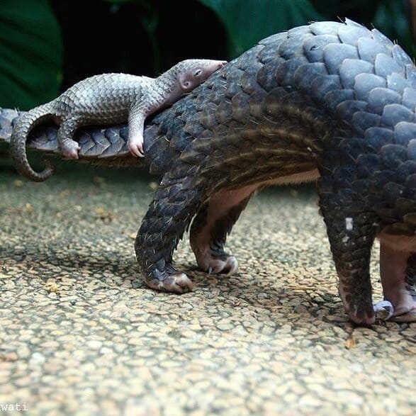 Baby Pangolins will travel on their mother's tail