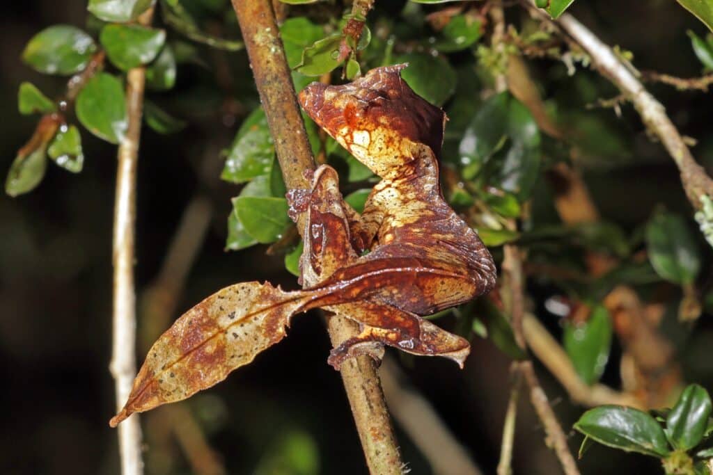 The Satanic leaf-tailed gecko hiding in a tree