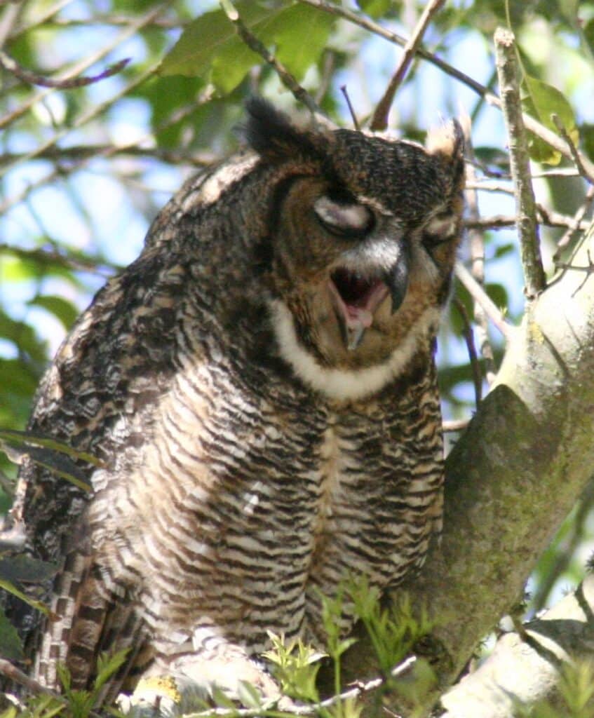 Owls are constantly throwing up
