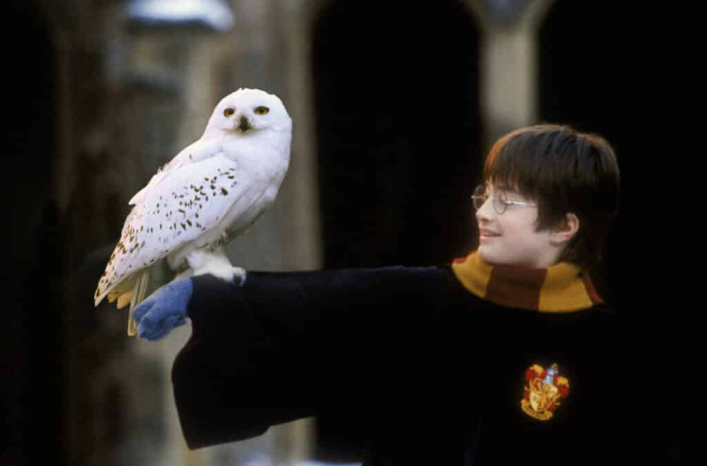 Harry potter popularized owls