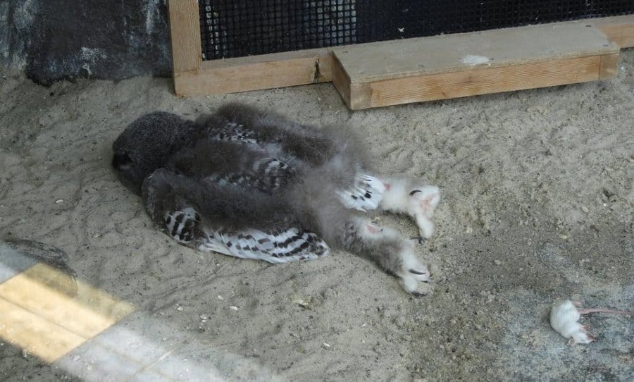 Owl babies sleep facedown