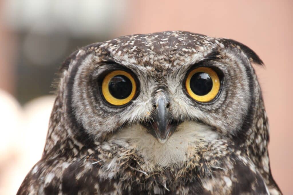 Owls eyes are tubular 