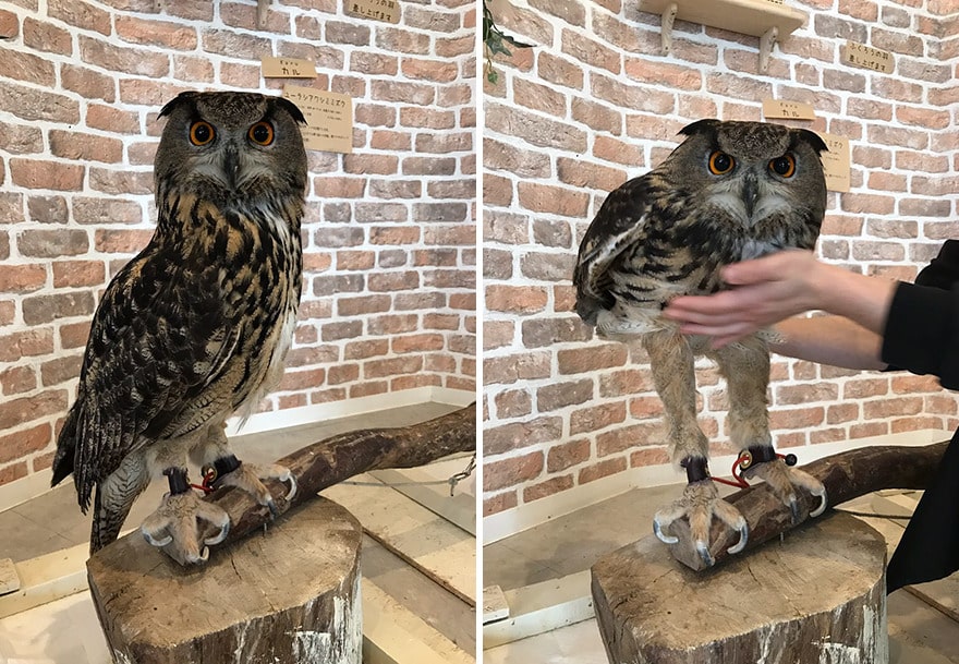 Owls have long skinny legs