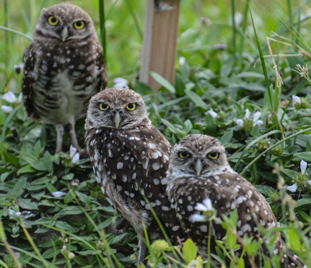 A Group of Owls is Known as Parliament