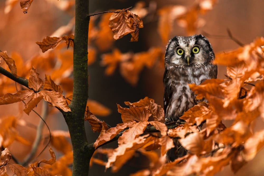 Owls are millions of years old