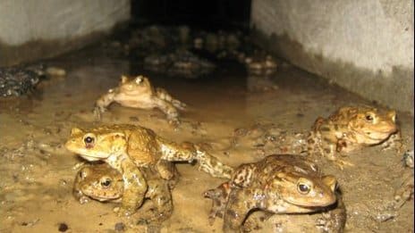 Toad Tunnel in Powys, UK